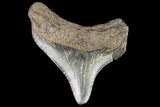Juvenile Megalodon Tooth - Georgia #111639-1